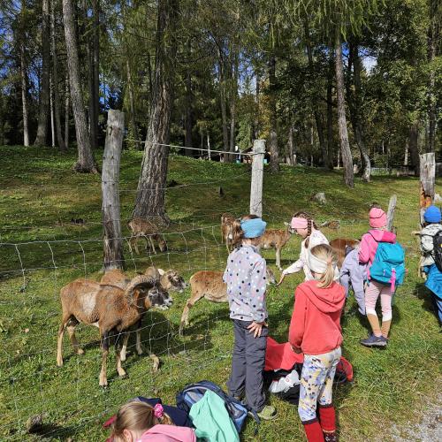 Kurzer Stopp bei den Mufflons