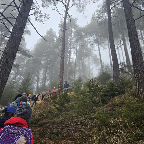 Die Klasse im Wald. Man sieht die Kinder von hinten und den Wald voll Nebel.