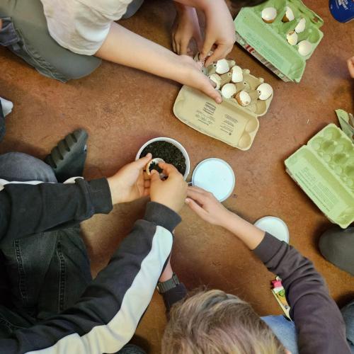Die Kinder pflanzen Kresse in Eierschalen ein
